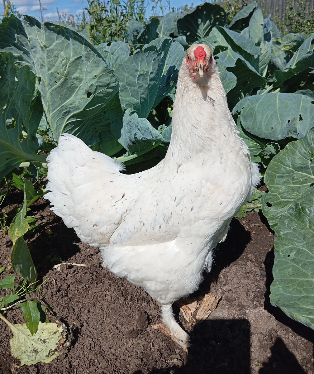 СНЕЖИНКА: выведена 25 марта 2025г. /от Загадки и Гном Гномыча/. Вес 2,1кг. Яйценоскость 25-30 яиц в месяц 