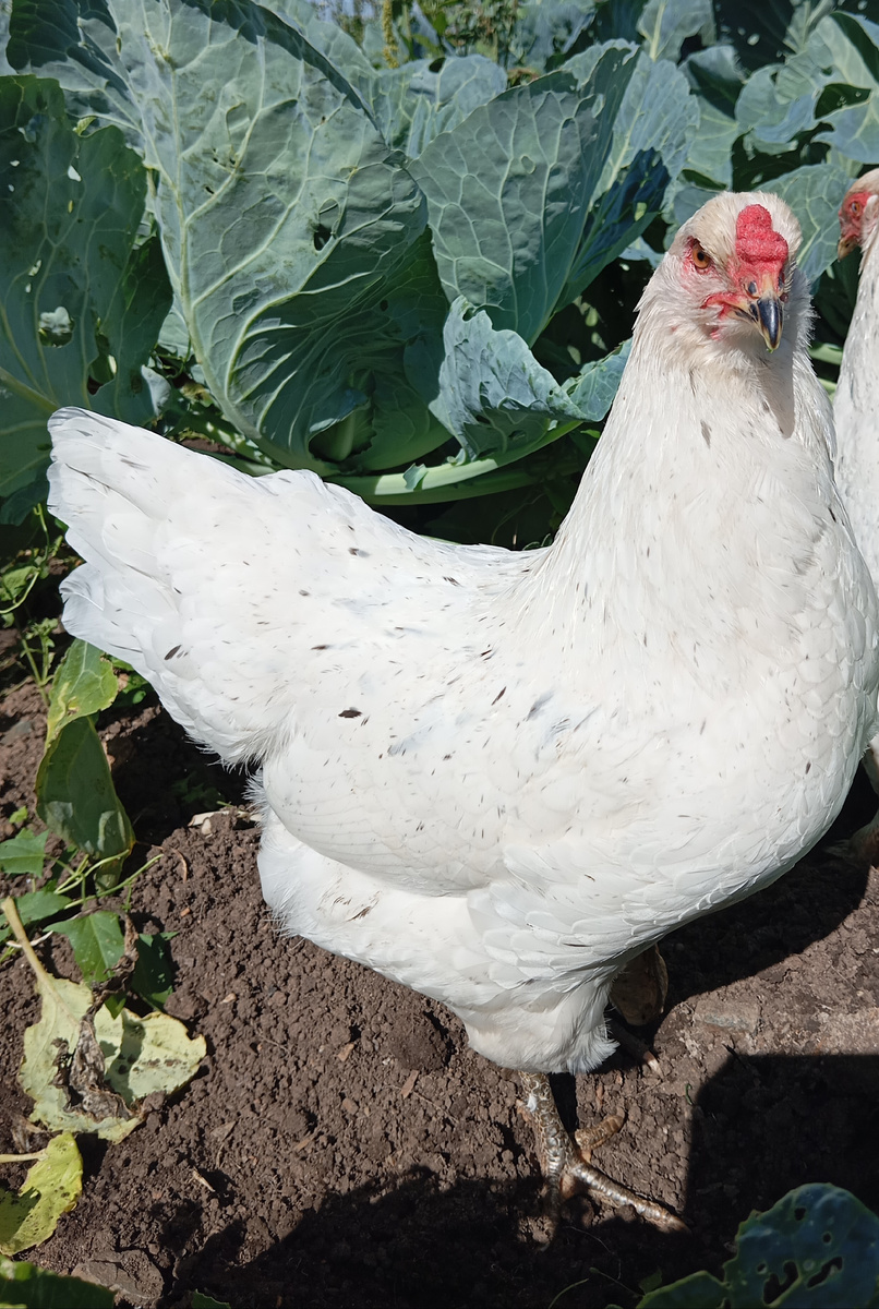 ЗВЁЗДОЧКА: выведена 25 марта 2025г. /от Загадки и Гном Гномыча/. Вес 1,9 кг. Яйценоскость 26-29 яиц в месяц.