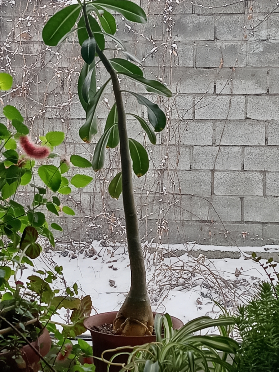 До пересадки