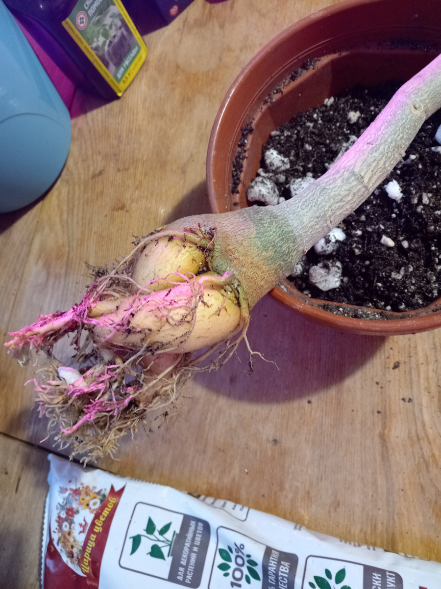 Вот такой корень я увидела