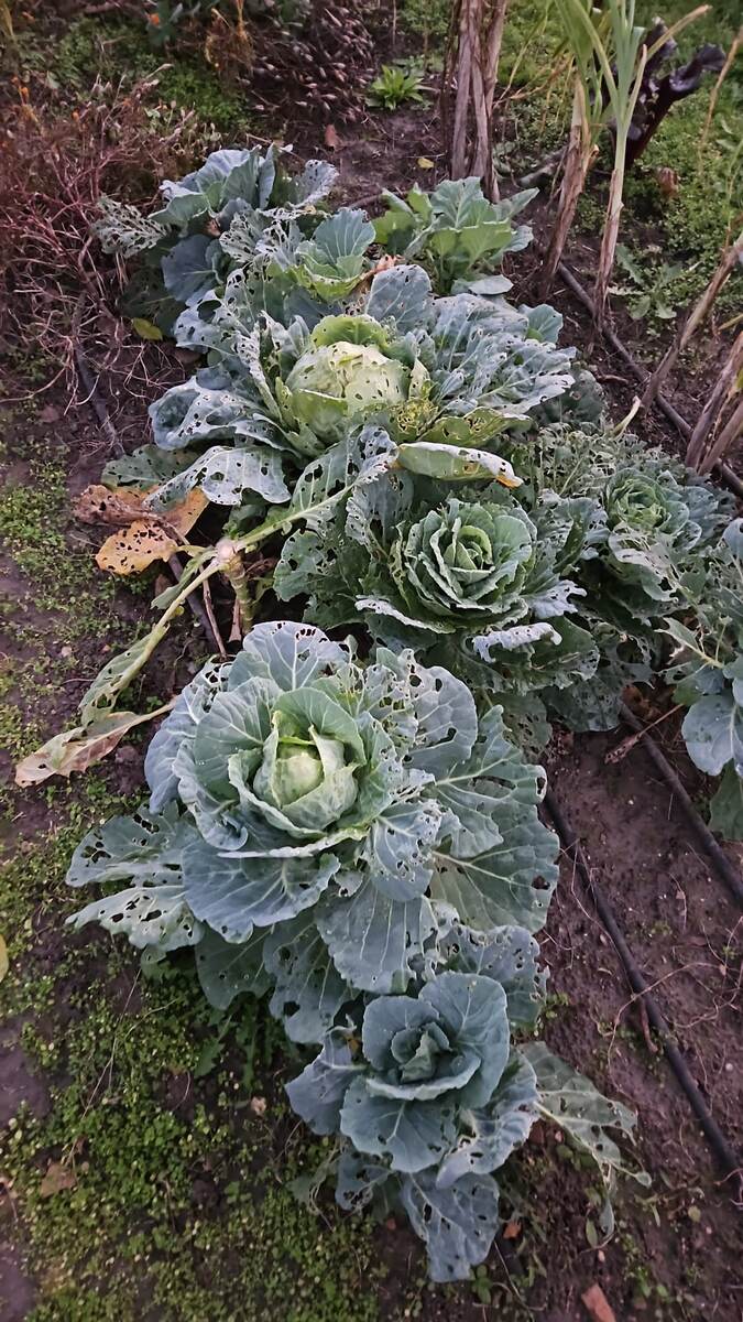 Капуста осенью 2025 года