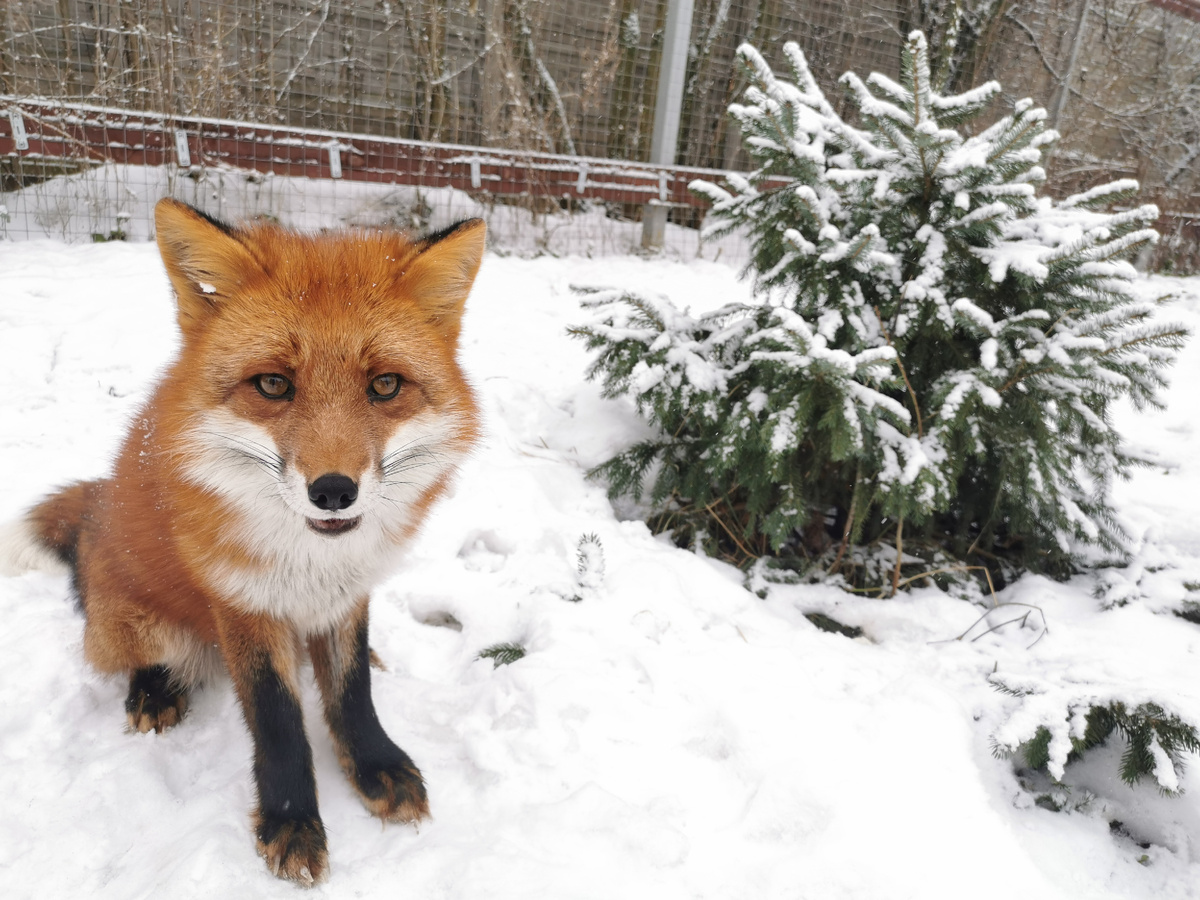 Лиса Василиса