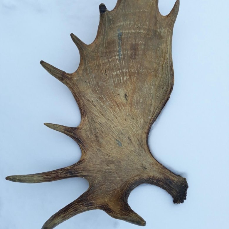 Фото из интернета.