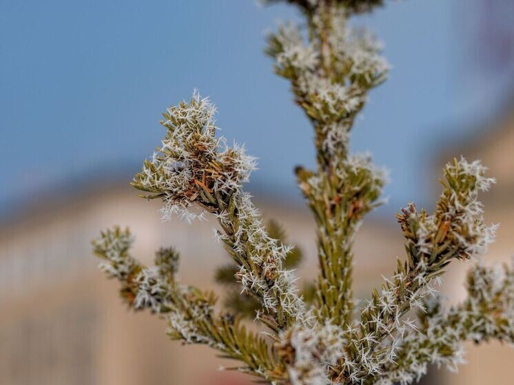     Фото: Сергей Зубков/«Ямал-Медиа»