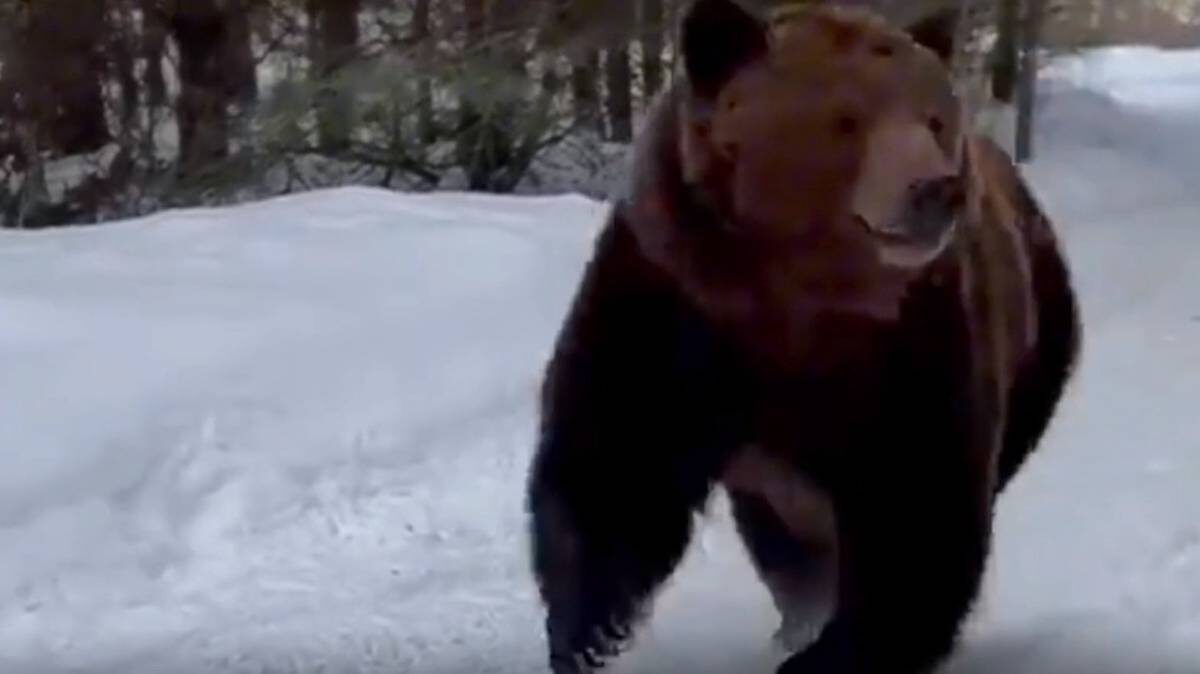    Фото: Скриншот видео / Екатерина Мизулина / Telegram