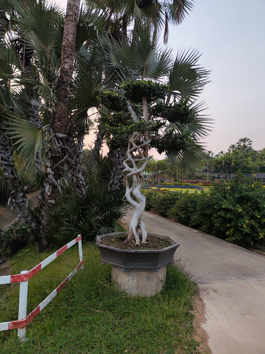 Сад Нонг Нуч в Паттайе