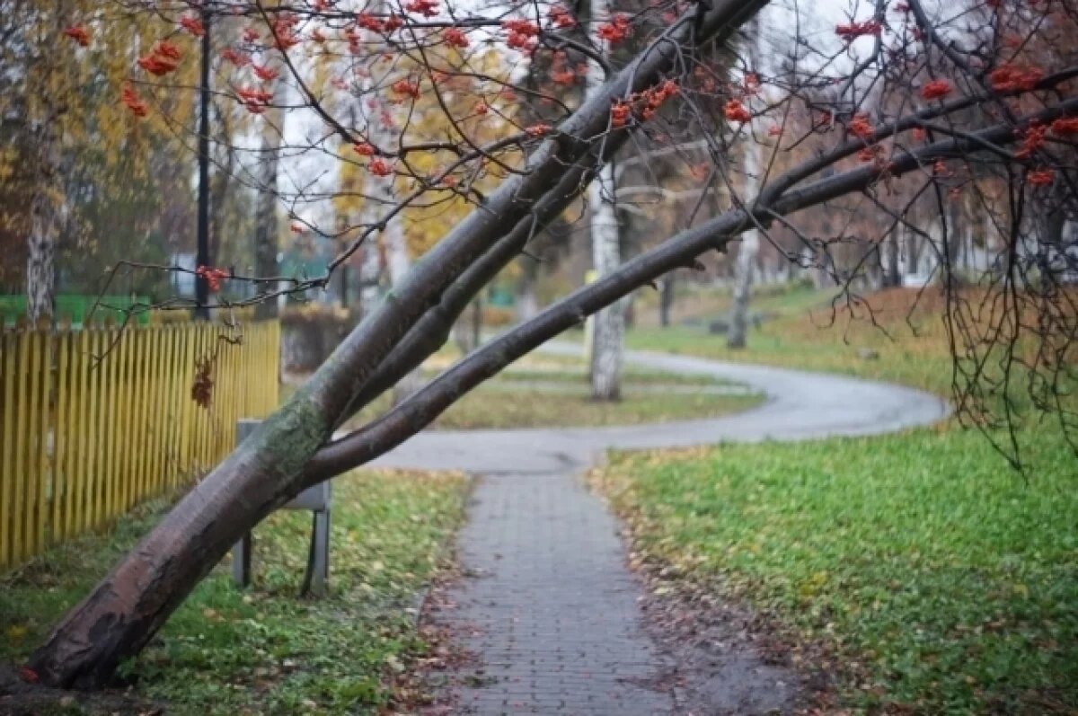    Мэрия Тольятти раскрыла планы озеленения города в новом 2026 году