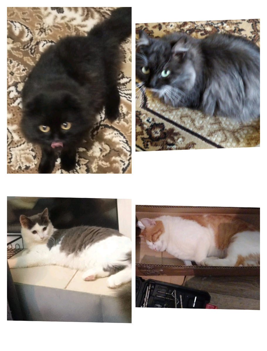 Прогресс выгорания кота наглядное пособие