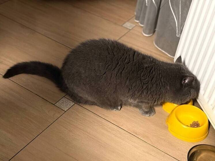     Фото: архив МК в Ленобласти.