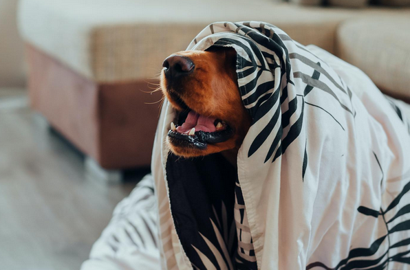    Многие собаки боятся фейерверков.pexels.com