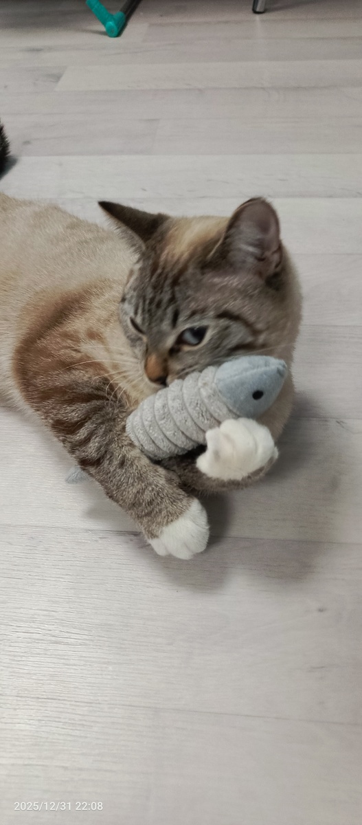 Тофа наш, уже большой...