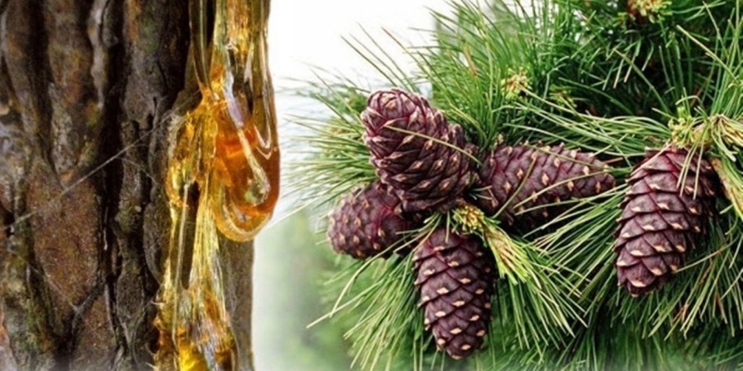 Живица — дар хвойных лесов, который веками хранил здоровье наших предков