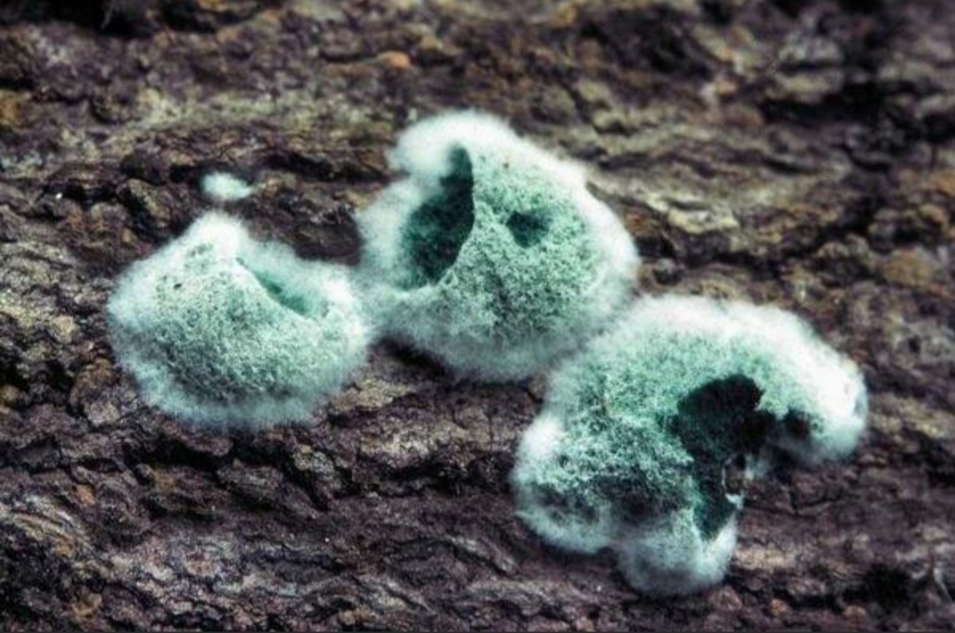 Фото из интернета, "дикая триходерма". Но у меня на перловке была такая же пушистость