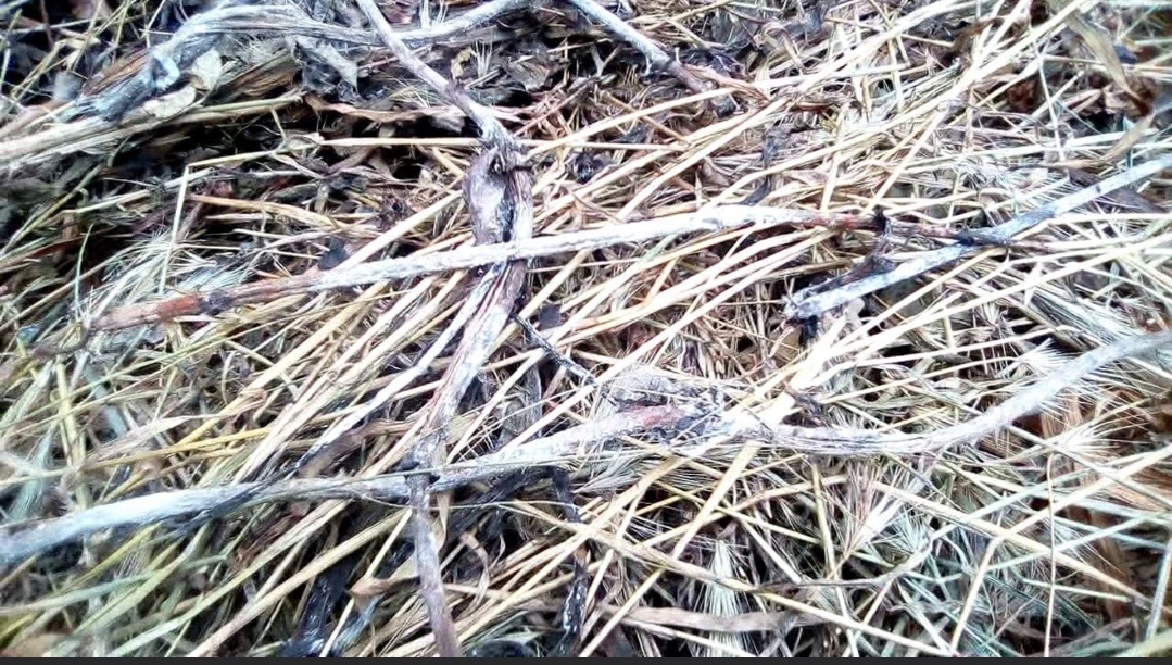 Тоже из интернета, тоже "дикая" сенная палочка. И такую картину наверное видели многие под своей мульчой.  