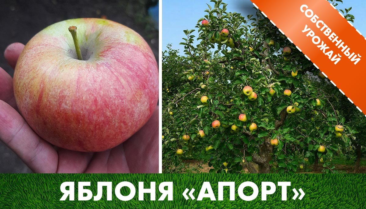 Пример плода при уборке урожая яблони «Апорт» на нашем участке