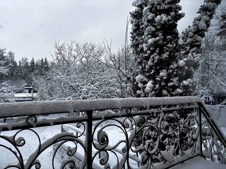   Дарья Ельцова