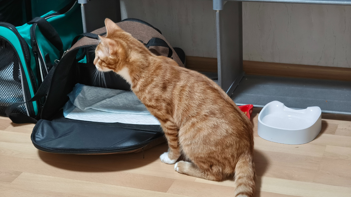 Котенок Макс