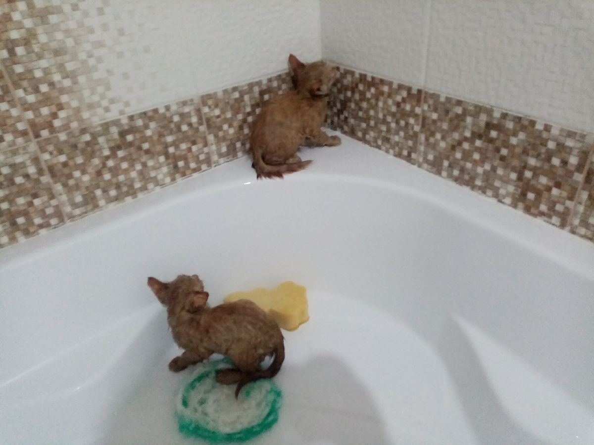 Котята моются