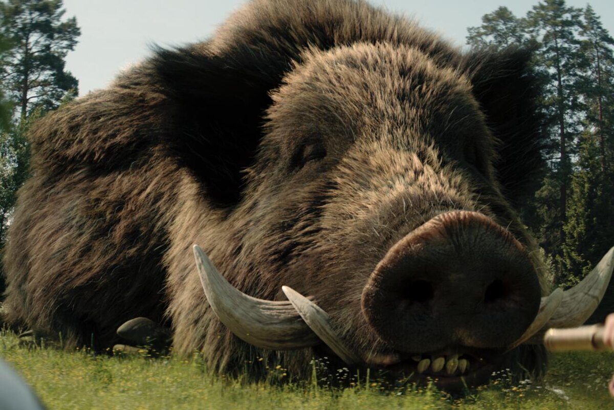 Пустим вепря на колбасу? Фото Яндекс.Картинки. 