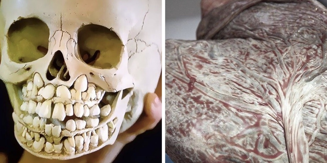 25 ошеломляющих фактов о человеческом организме, от которых может пойти по телу дрожь