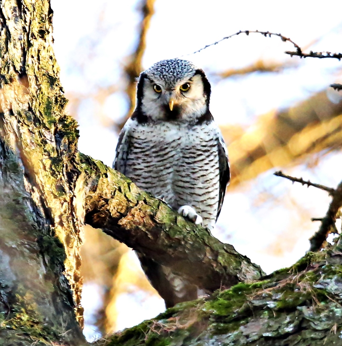 Красавица ястребиная сова! 