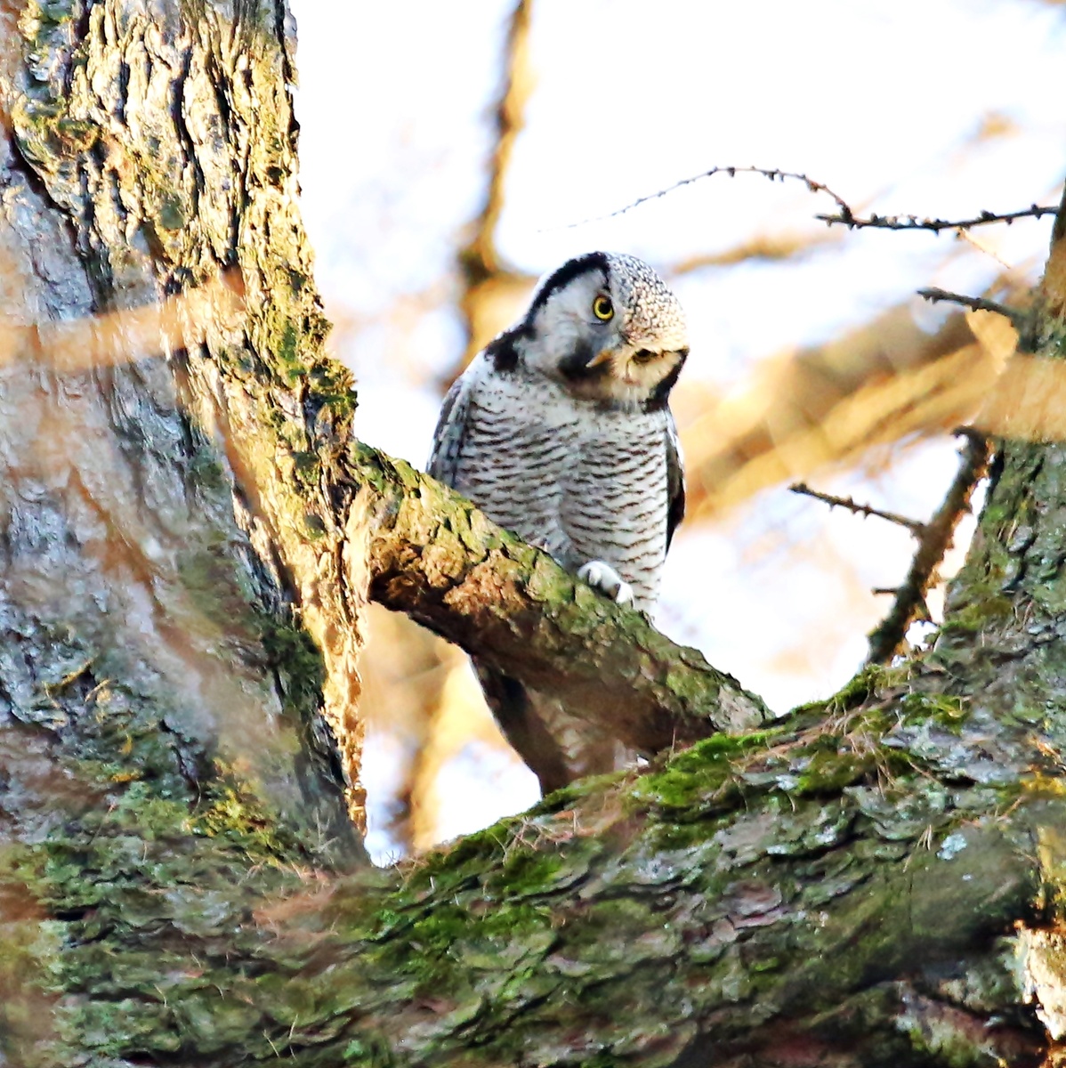 "Ты ли чо ли? "