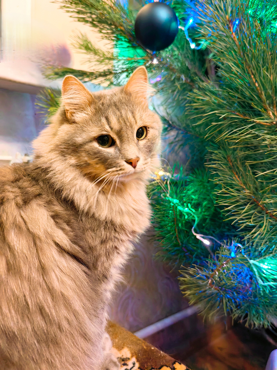 Сёма и ёлка