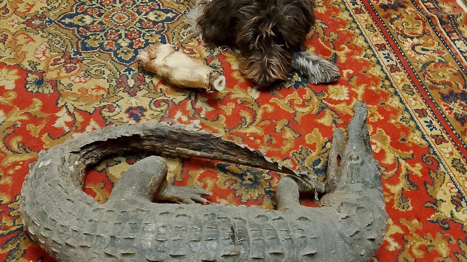 БабакА🫵😁 косточку от кракодила....охранякА