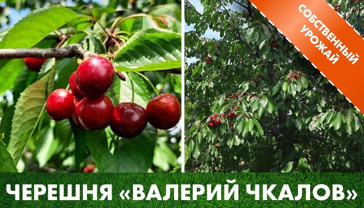 Урожай черешни «Валерий Чкалов» на нашем участке