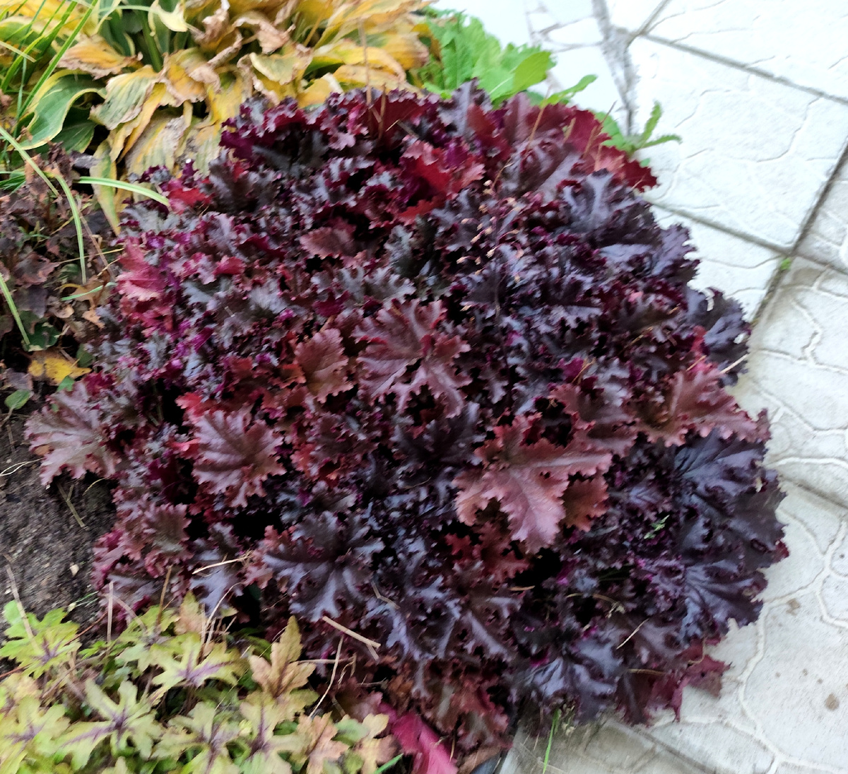 г-ра Блек Тафыета