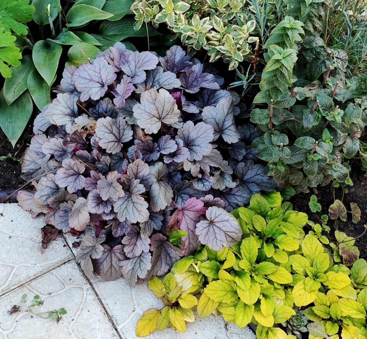 г-ра Сильвер Гампдроп