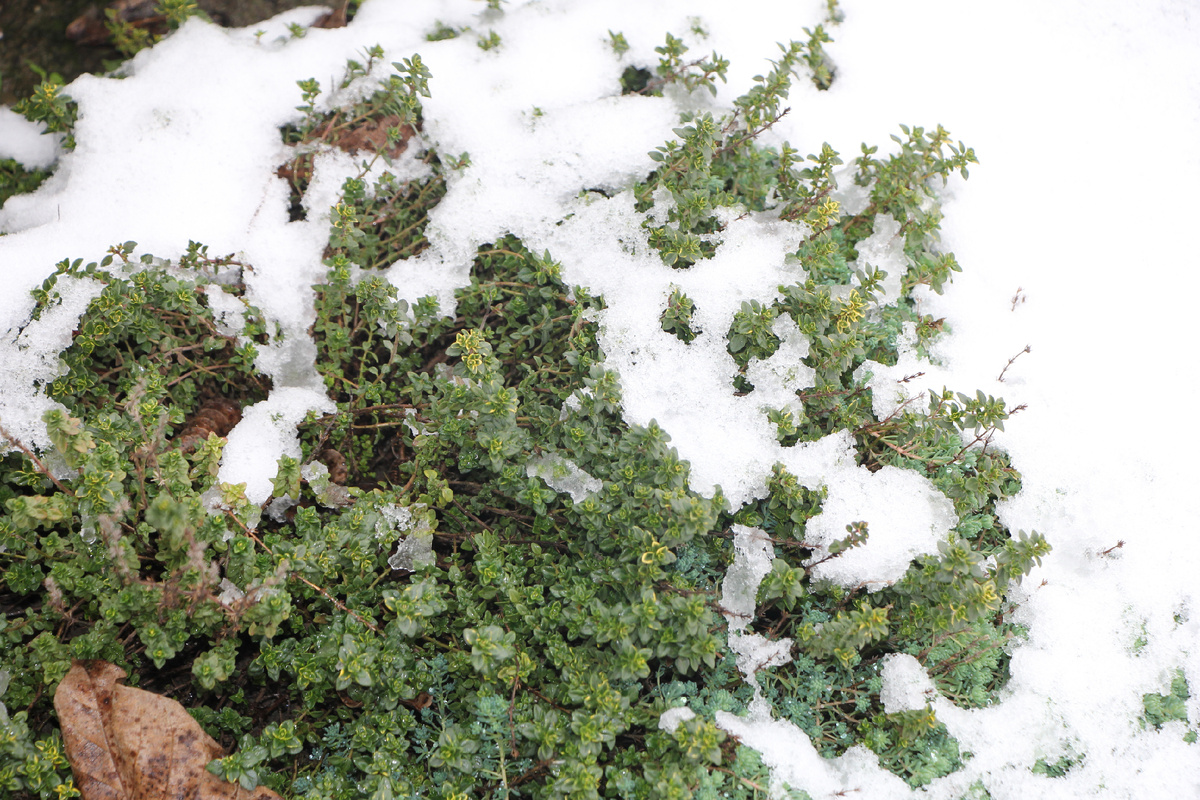 Тимьян под снегожной шапкой