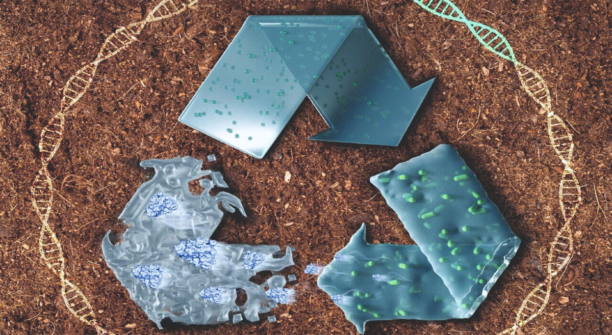 Пластик, который исчезает за 24 часа. Источник: phys.org