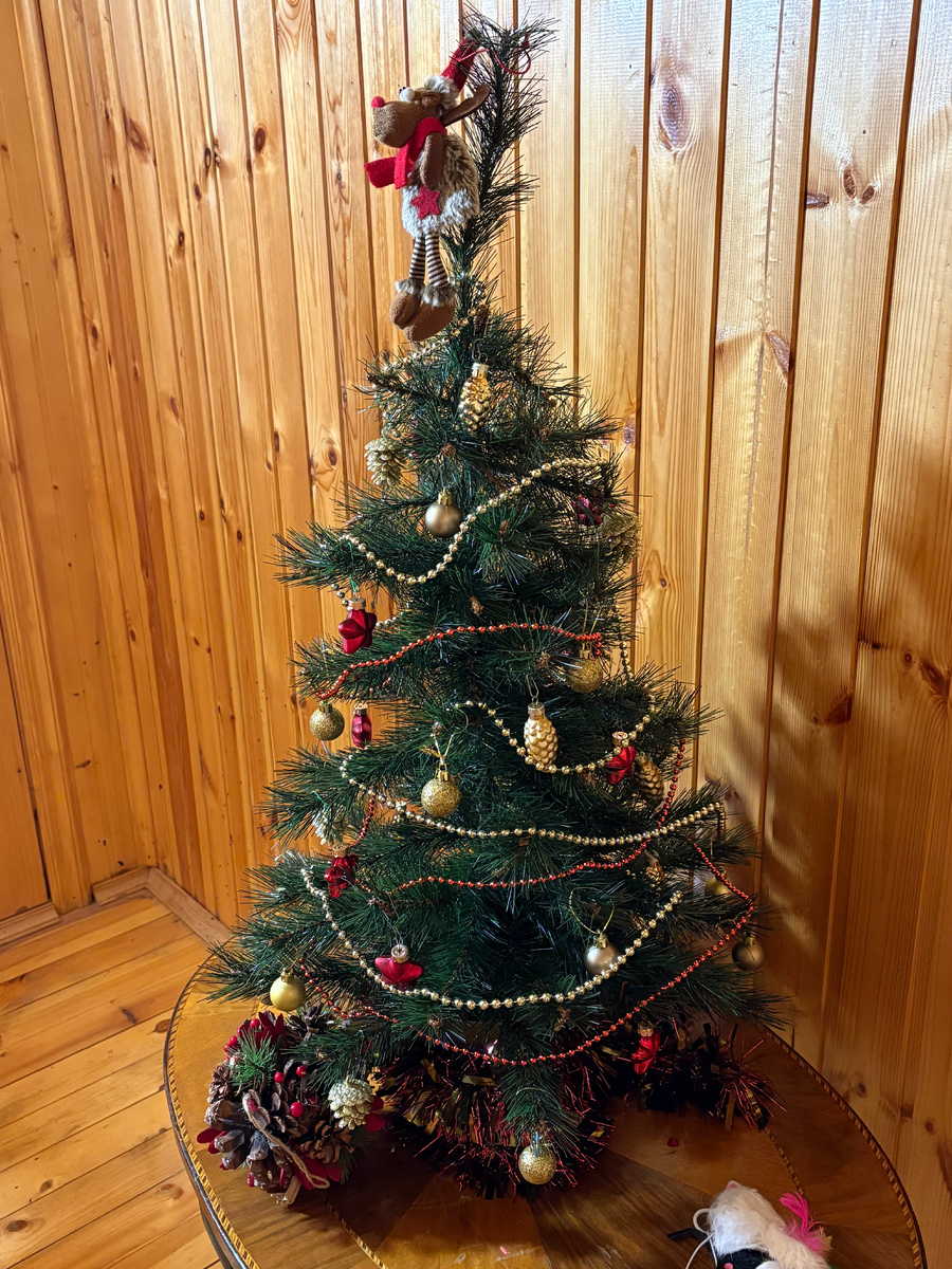 Наша маленькая елочка.