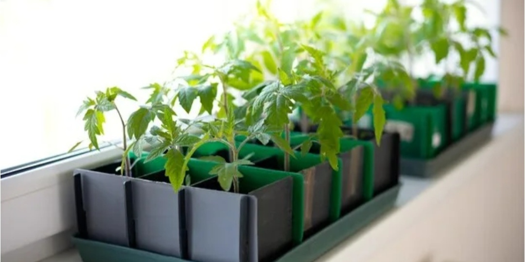 Когда сажать томаты на рассаду: не просто даты, а формула идеального старта