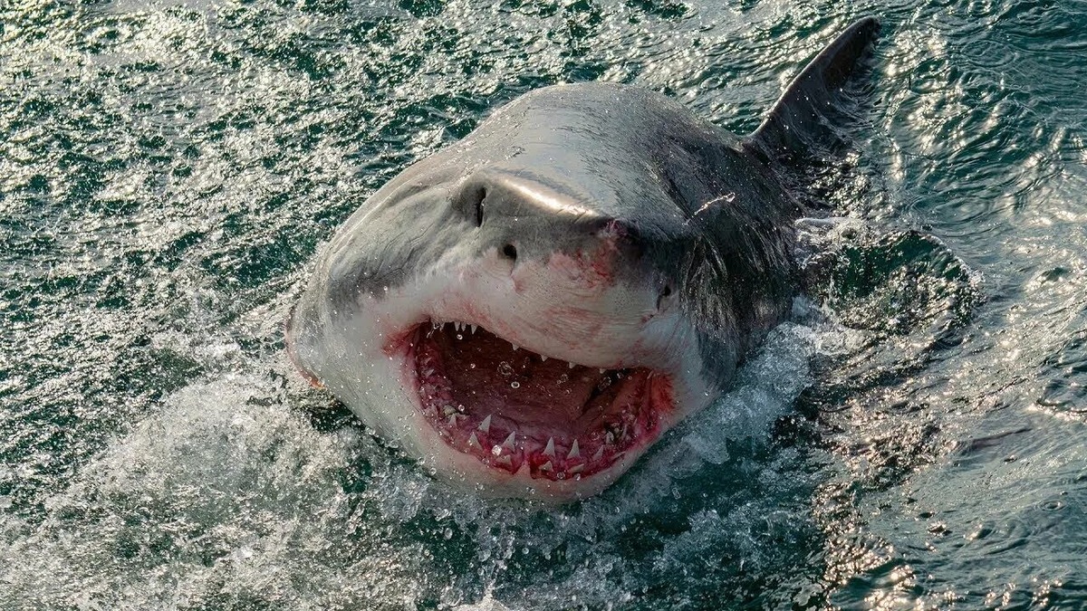 Фотография из интернета