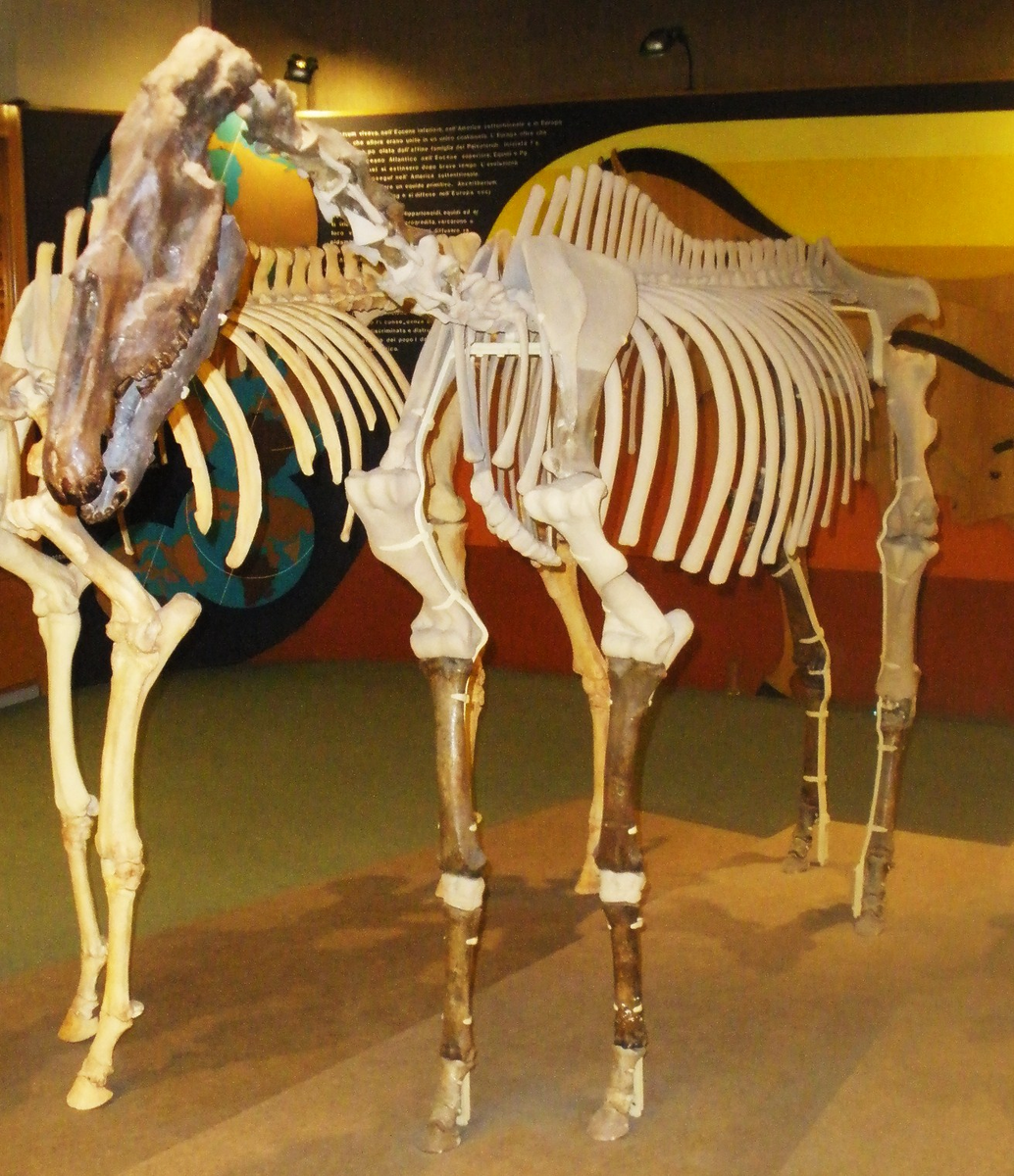 Источник: https://ru.wikipedia.org/wiki/%D0%9B%D0%BE%D1%88%D0%B0%D0%B4%D1%8C_%D0%A1%D1%82%D0%B5%D0%BD%D0%BE%D0%BD%D0%B0