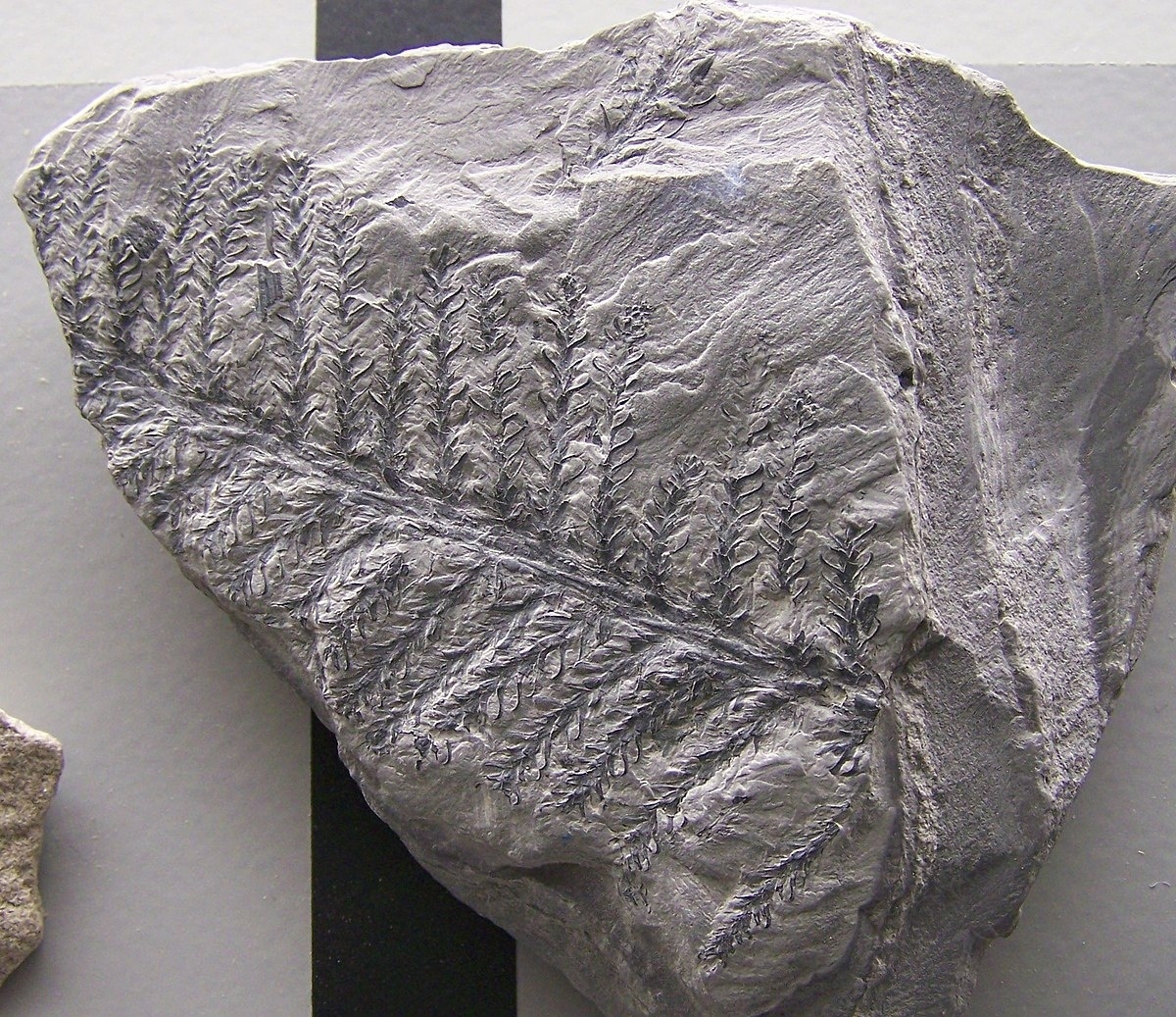 Древние ёлочки.