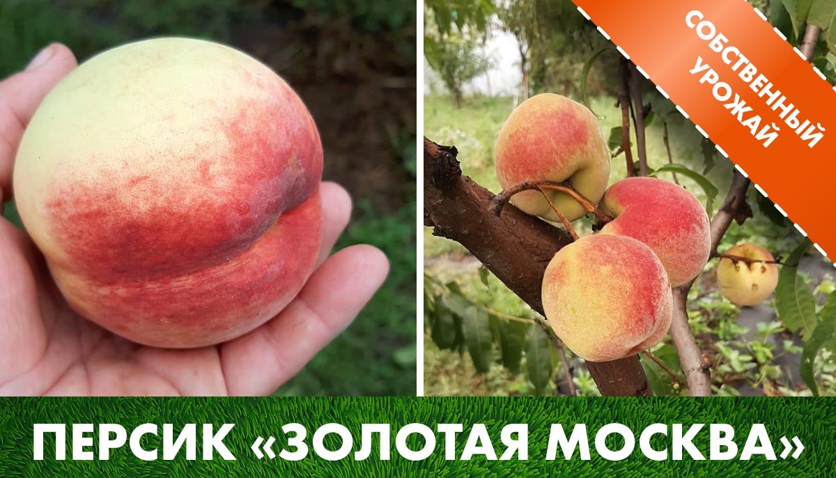 Урожай персика «Золотая Москва» в клетке саженцев на нашем участке.