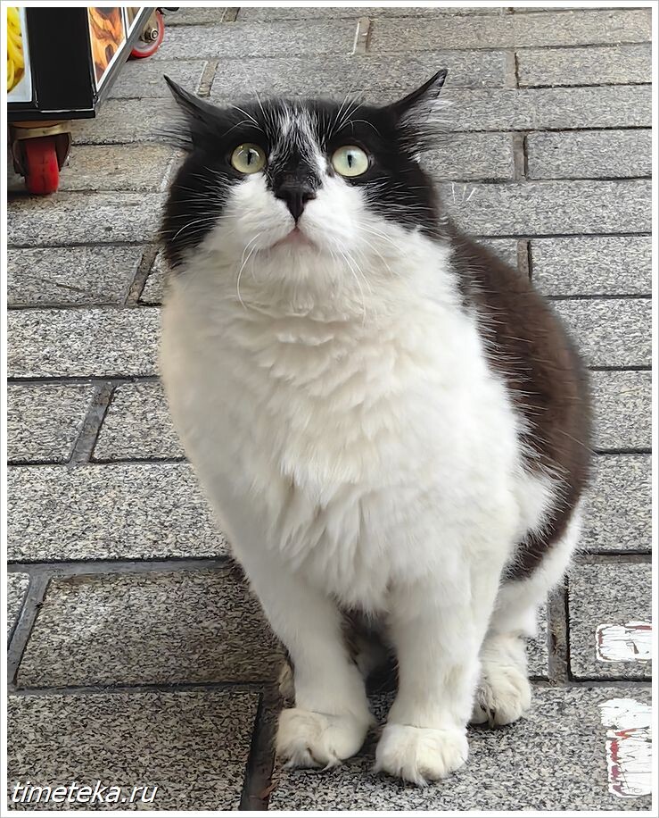 Местный красавец, живущий на Султанахмете