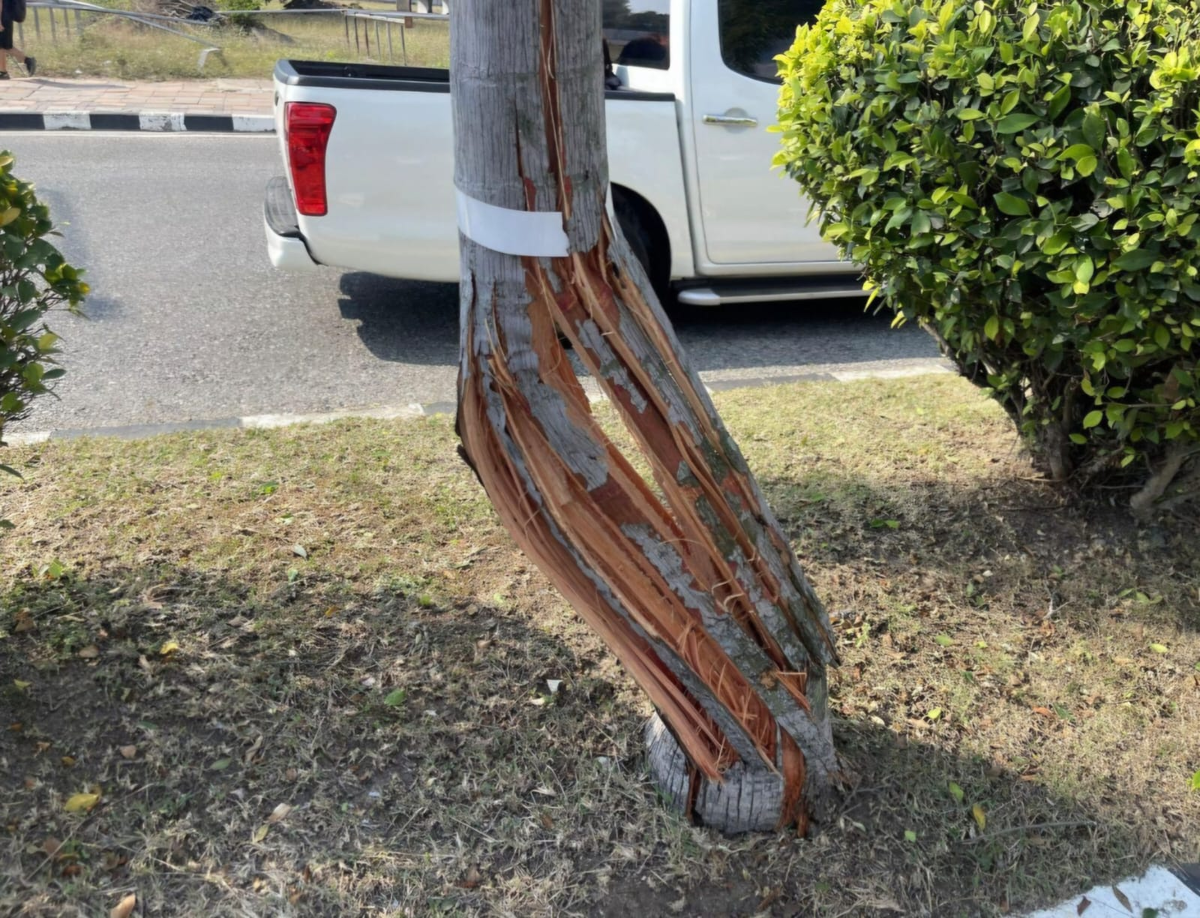 Погибло еще и ни в чем не повинное дерево... 