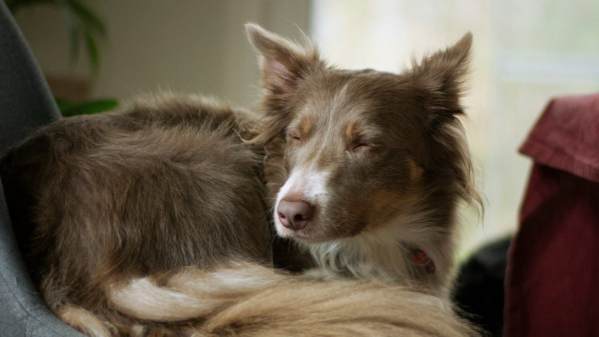    Агрессиное поведение хозяина может повлечь за собой еще больший страх у питомца