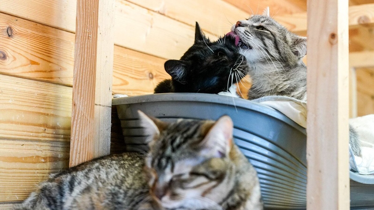    Источник: Пресс-служба комплекса городского хозяйства Москвы