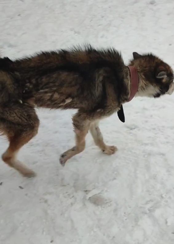 Первая прогулка Бурана на территории дома Бродячего ангела. За день до этого он еле стоял на ногах.