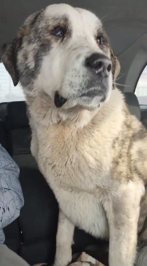 Бархан не одну неделю голодный бродил в старом центре Прокопьевска, когда мы заметили его. Пока грузили его в машину, такой крупный пёс не проявил вообще никакой агрессии. 