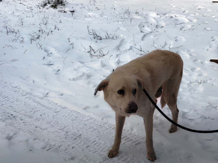     Фото: скриншот с видео @house_of_tails (приют для животных «Хвостатый дом»).