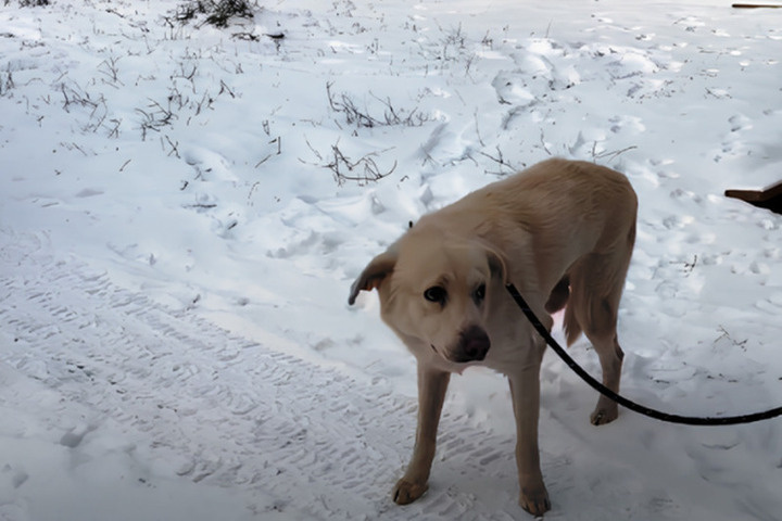 В Волгограде из приюта спасли осиротевшую собаку