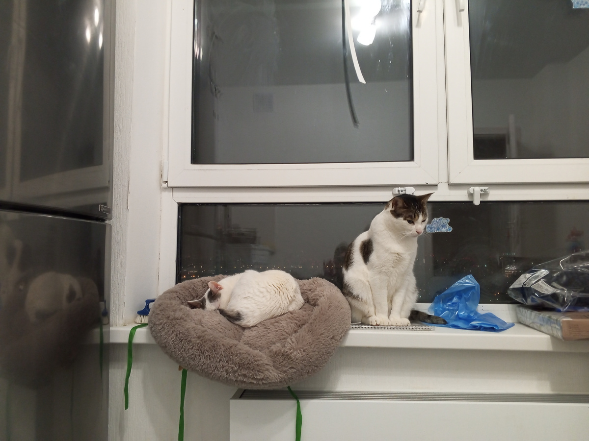 Вот такое 01.01.2026. ГлавКот Августин и инопланетный бро Кристиан.