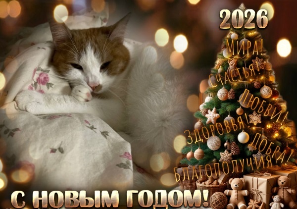 БРУНО ПОЗДРАВЛЯЕТ ВСЕХ С НОВЫМ ГОДОМ 🎄