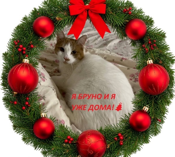 Новогоднее Чудо🎄, которое случилось на самом деле✨